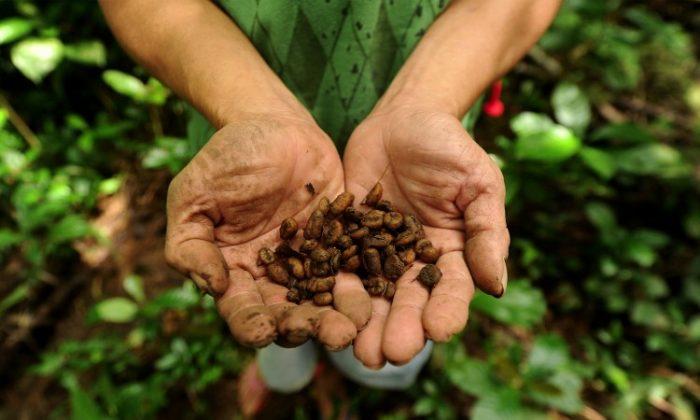 After Period of Gains, Coffee Prices to Stabilize