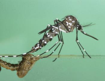 Mosquito-borne Virus Poses New Health Threat