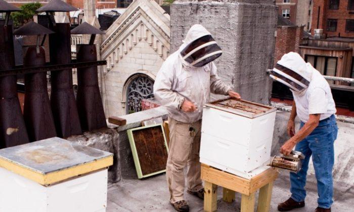 Warm Winter Disturbs NY's Bees