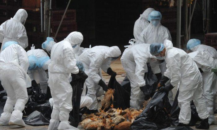 Chinese Regime Confirms Two New Cases of Bird Flu