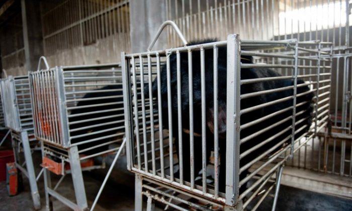 Chinese Live Bear Bile Extraction Company Seeks IPO