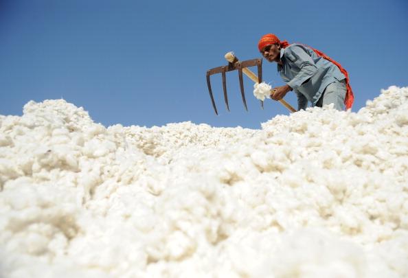 India Rescinds Cotton Export Ban
