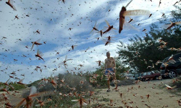 Locusts Swarm Egypt: Damage Locusts Caused in the Past 100 Years