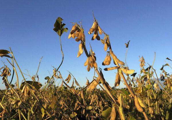 Transgenic soy plants are seen in a field near Santa Fe city, some 300 miles northwest of Buenos Aires, Argentina. (Juan Mabromata/AFP/Getty Images)