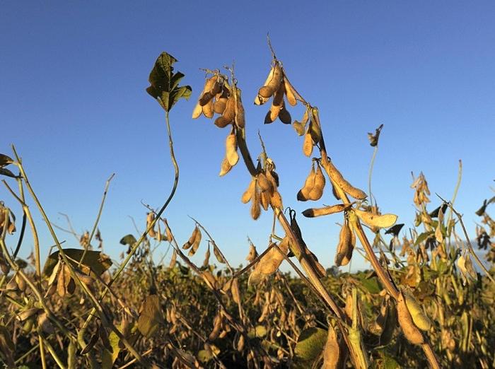 Transgenic soy plants are seen in a field near Santa Fe city, some 500 km northwest of Buenos Aires, Argentina, on April 10, 2012. (Juan Mabromata/AFP/Getty Images)