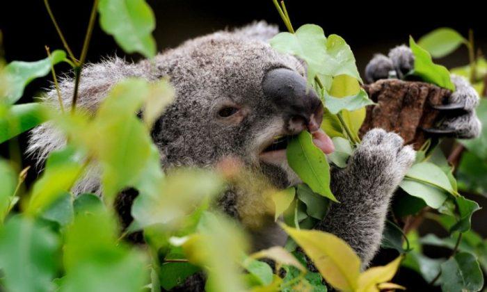 Koala Listed as Threatened Species in Australia