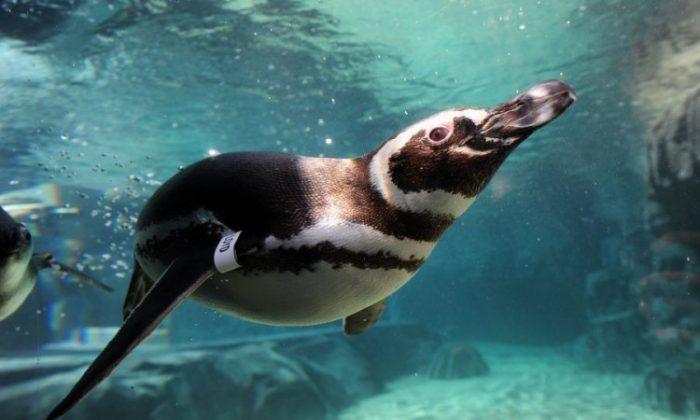 Rescued Magellanic Penguins in New June Keys Penguin Habitat (photo)