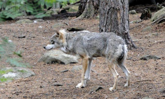 Sweden’s Wolves Back From Extinction, And Causing Controversy