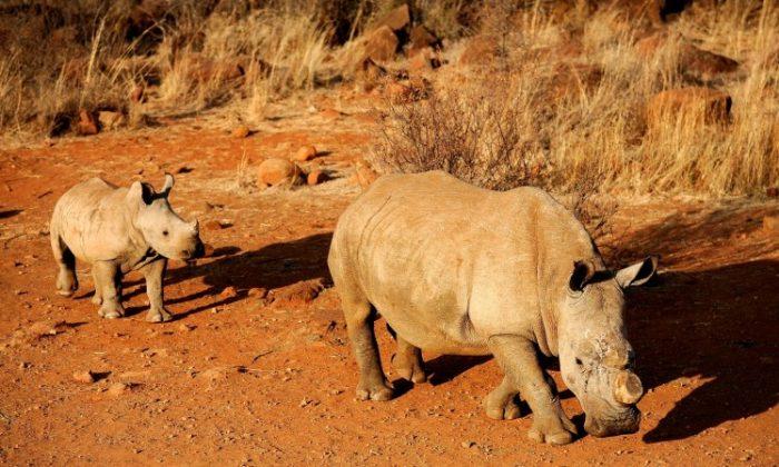 Record Number of S. African Rhinos Killed This Year