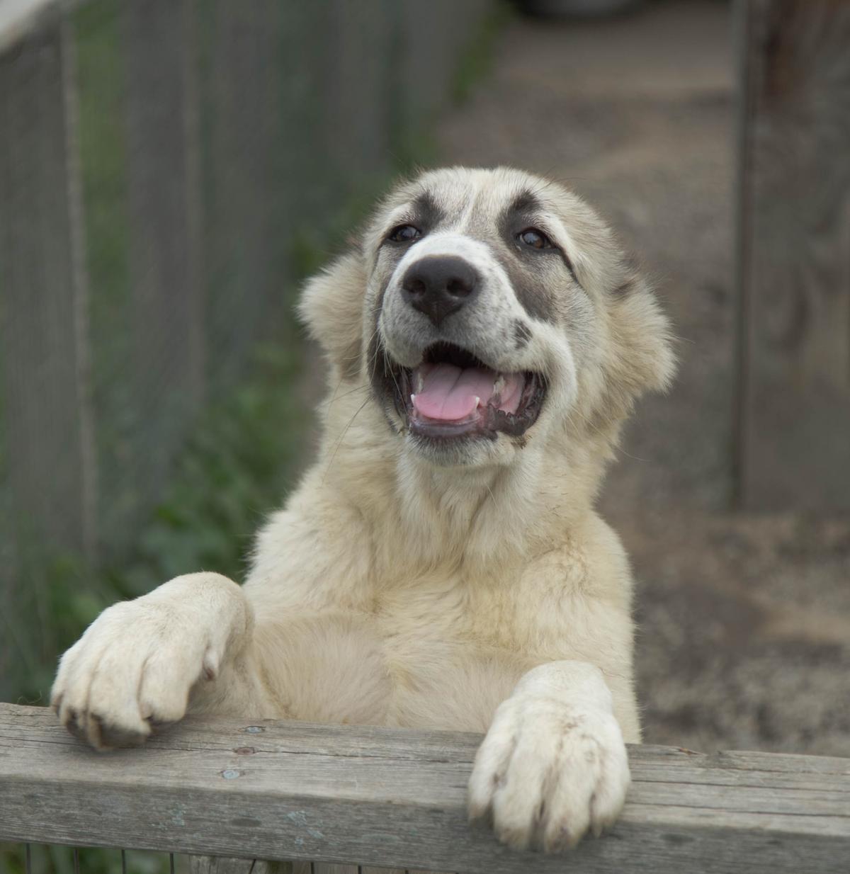 The Magic of MaxoMagic Kennels