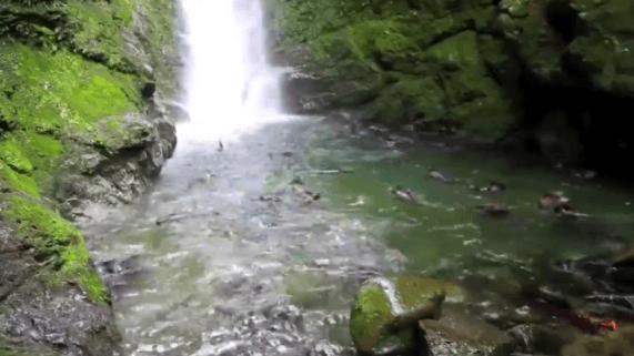Video: Does This Waterfall Have Fish or Something Else?
