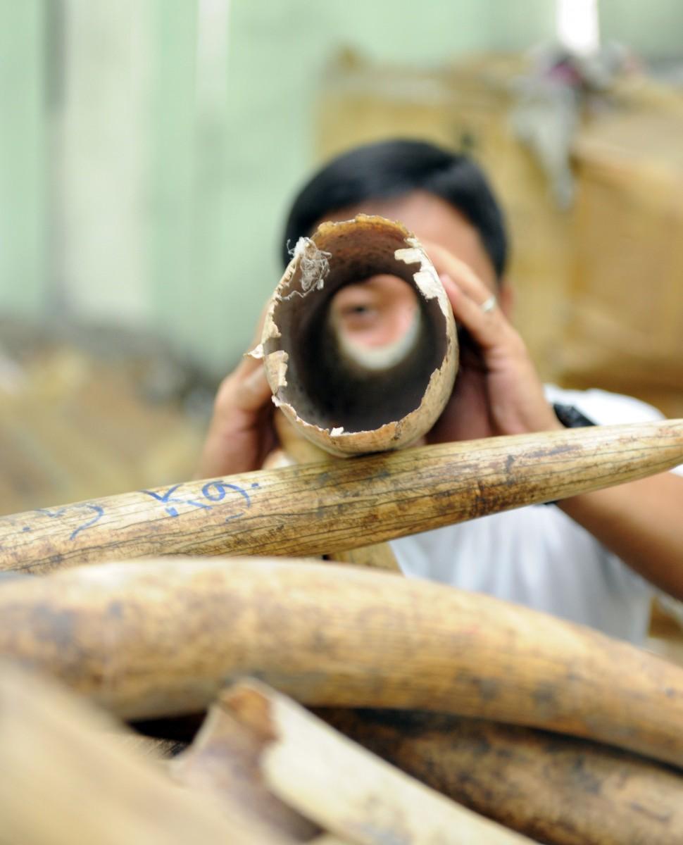 Governments Reluctant to Tackle Wildlife Trafficking, Says WWF