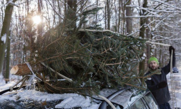 Where Do Ireland’s Christmas Trees Come From?