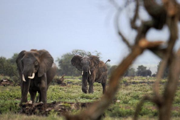 Thailand Urged to End Ivory Trade