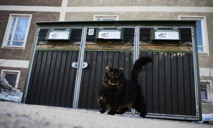 Swedish Police Stuck Chasing Cats