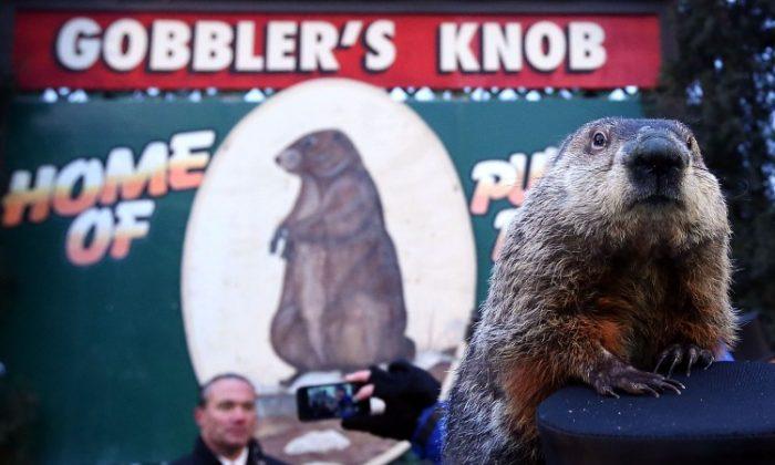Groundhog ‘Indicted:’ Punxsutawney Phil Charged With Fraud