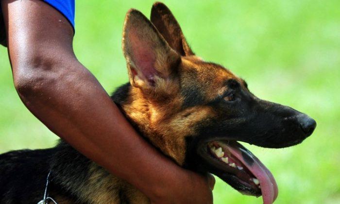Loyal Dog Prevents Suicide: Gun Knocked Away by German Shepherd