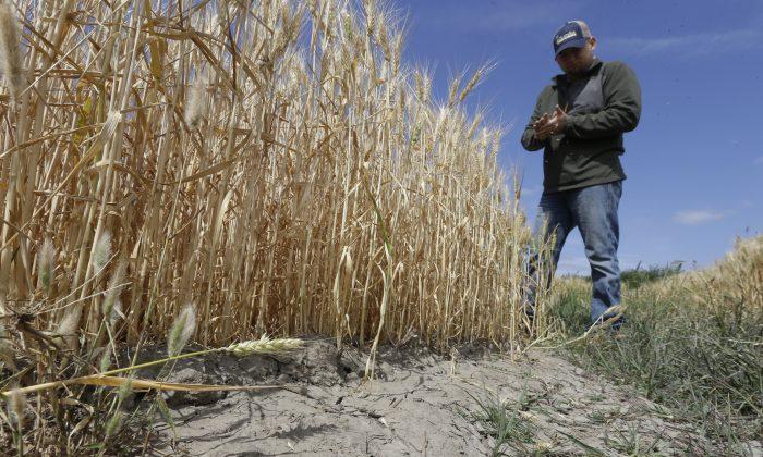 California Flexes Muscles in Water Tussle With Farmers