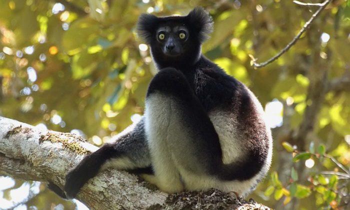 Rare Conservation Victory in Madagascar