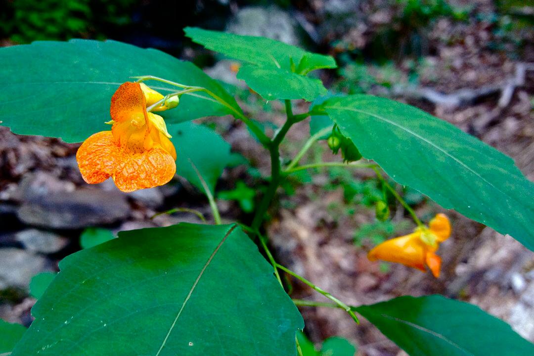 Soothe Poison Ivy, Rashes, Stings With This Common Plant