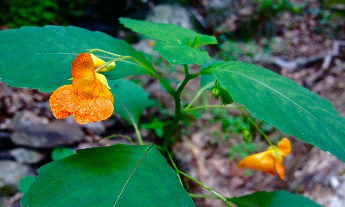 Soothe Poison Ivy, Rashes, Stings With This Common Plant