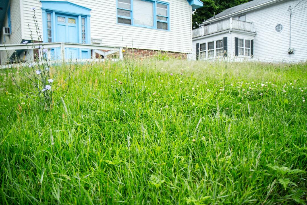 When the Grass Is Too Green and Tall