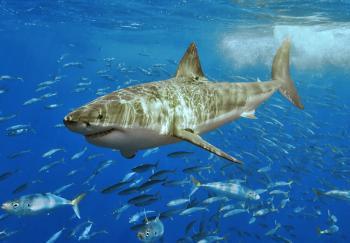 Great White Sharks off California May Be in Decline