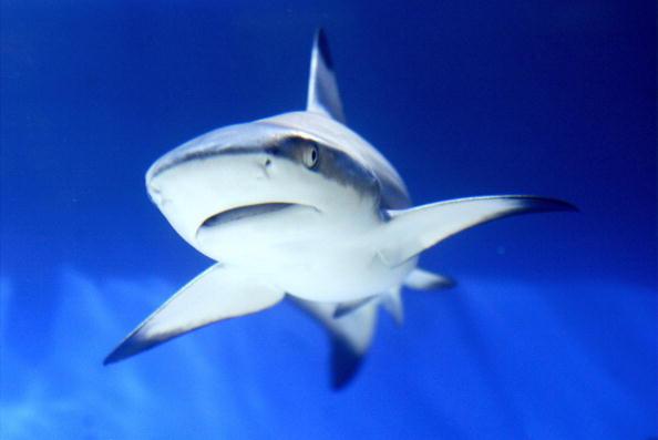 Endangered Sharks Protected by iSharkFin