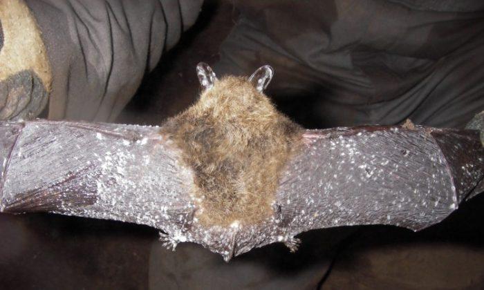 Deadly Bat Fungus Spreading in the Maritimes