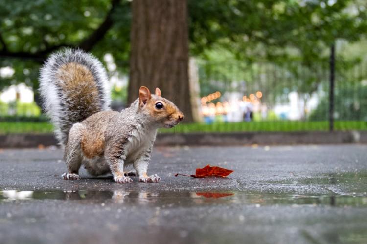 Squirrel-Killing Contest in NY Under Fire