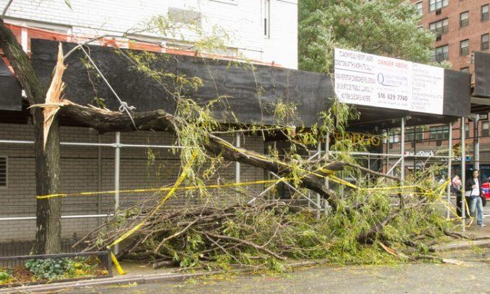 Lessons From Downed Trees in NYC