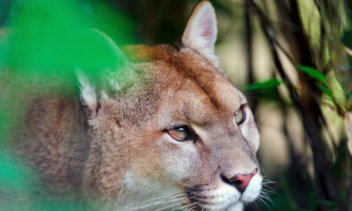 Is It Too Late to Save Mountain Lions in Southern California?