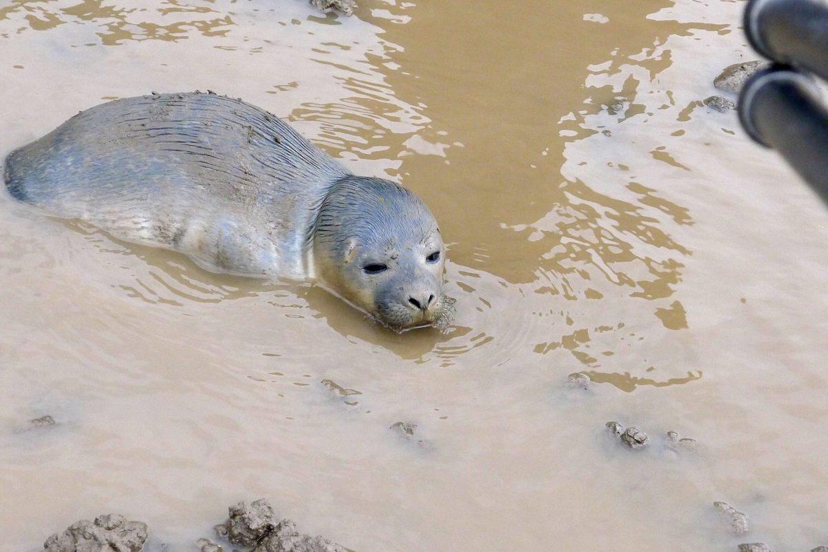 The seal was unscathed, and he should consider himself lucky. (Natureland Seal Sanctuary)