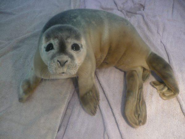 Still lucky. (Natureland Seal Sanctuary)