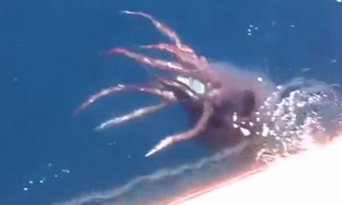 Viral: Rare Giant Squid Caught on Camera