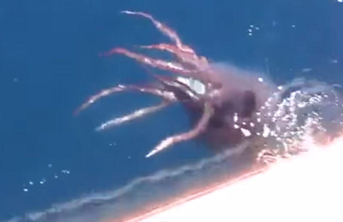 Viral: Rare Giant Squid Caught on Camera