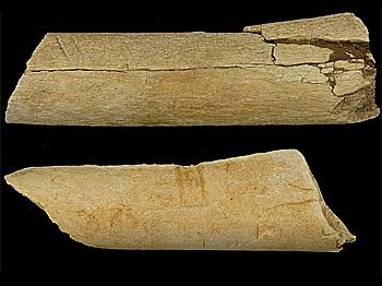 New Evidence Found of Tool Use Among Ancient Humans
