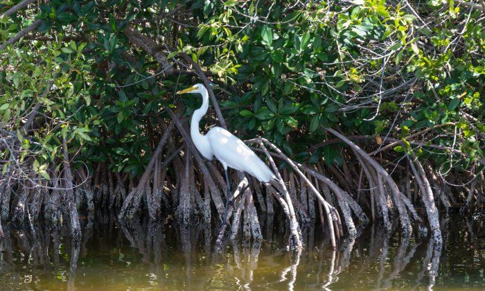 Can Mangrove Forests Save Coastal Areas?