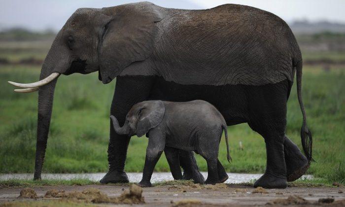 28 Elephants Killed as Government Struggles to Protect Wildlife.