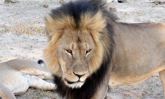 Big Lion Fends Off 20 Hyenas During Attack, BBC Video Shows