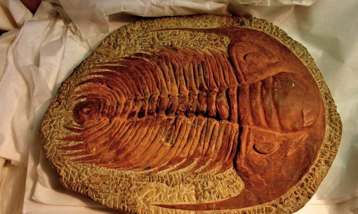 5 Bizarre Fossil Discoveries That Got Scientists Excited