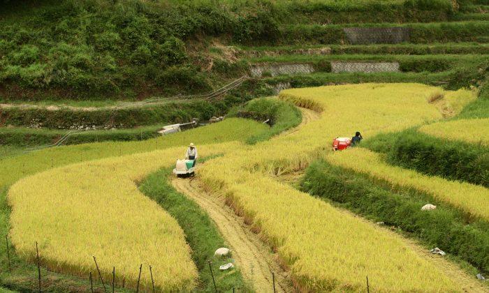 Japan’s ‘Sacred’ Rice Farmers Brace for Pacific Trade Deal’s Death Sentence