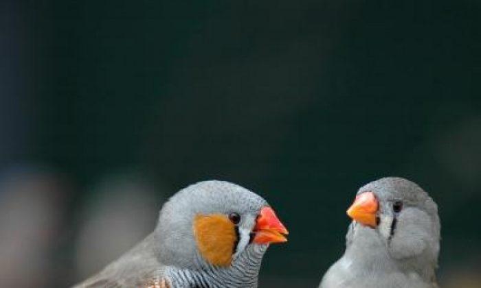 Male Finches Fool Some Females With Fake Songs