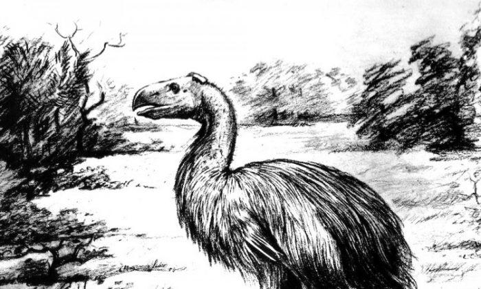 Giant Flightless Bird Was Probably Vegetarian