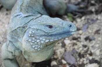 Grand Cayman Blue Iguana Saved From Extinction