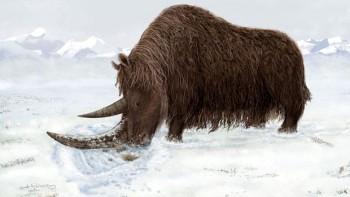 Pre-Ice Age Woolly Rhino Found in Tibet