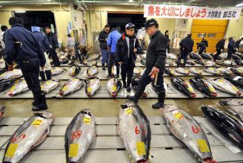 $400,000 Tuna: Tokyo Auction Sells Tuna for $400,000 (Video)