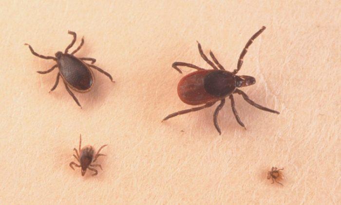 Chinese Authorities Cover Up Deadly Tick Bite Epidemic