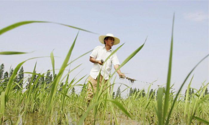 GM Rice Study Used Chinese Children as ‘Guinea Pigs’