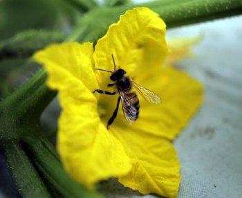 University of Illinois at Chicago Polls Pollinators